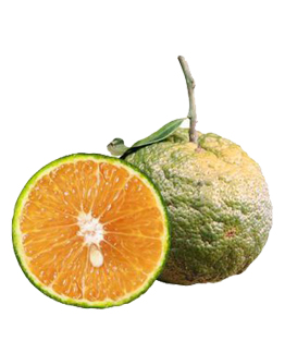 Cam S&agrave;nh Hữu Cơ